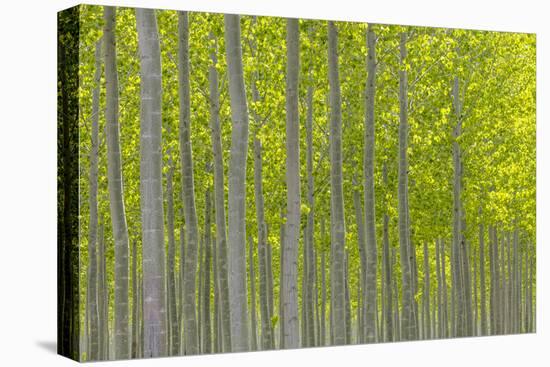 Oregon, Boardman. Pattern of Hybrid Poplar Trees-Jaynes Gallery-Premier Image Canvas