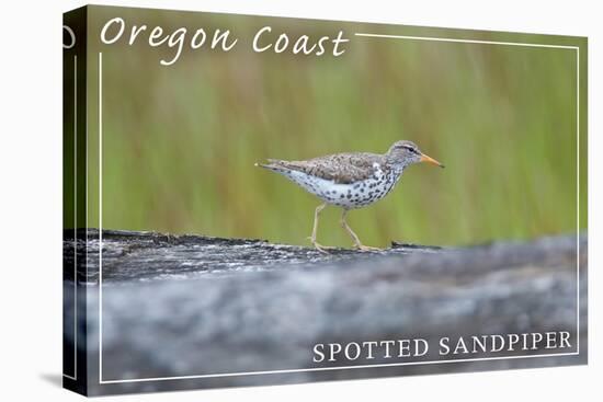 Oregon Coast - Spotted Sandpiper-Lantern Press-Stretched Canvas