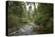 Oregon Coast Trail. Oswald West State Park, OR-Justin Bailie-Premier Image Canvas