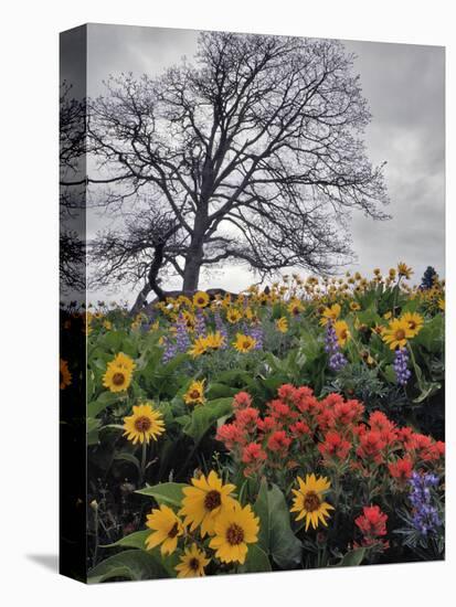 Oregon, Columbia River Gorge. Oak Tree and Wildflowers-Steve Terrill-Premier Image Canvas