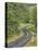 Oregon, Columbia River Gorge. Road Lined with Oak Trees-Steve Terrill-Premier Image Canvas