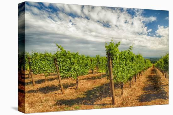 Oregon, Dundee. Vineyard in Dundee Hills-Richard Duval-Premier Image Canvas