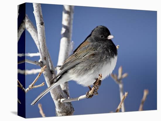 Oregon Junco, a Dark-Eyed Junco (Junco Hyemalis), Roxborough State Park, Colorado-null-Premier Image Canvas