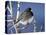 Oregon Junco, a Dark-Eyed Junco (Junco Hyemalis), Roxborough State Park, Colorado-null-Premier Image Canvas