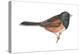 Oregon Junco (Junco Hyemalis Oreganus), Birds-Encyclopaedia Britannica-Stretched Canvas
