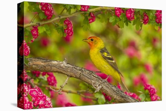 Oregon, Malheur National Wildlife Refuge. Western Tanager on Limb-Cathy & Gordon Illg-Premier Image Canvas