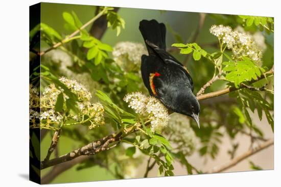 Oregon, Malheur NWR. Red-Winged Blackbird on Limb-Cathy & Gordon Illg-Premier Image Canvas