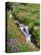 Oregon, Mt. Hood Wilderness. Wildflowers Along Elk Cove Creek-Steve Terrill-Premier Image Canvas