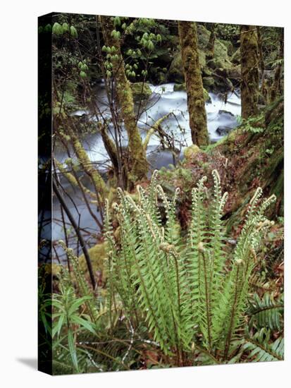 Oregon, Umpqua National Forest, a Fern Growing Along Little River-Christopher Talbot Frank-Premier Image Canvas