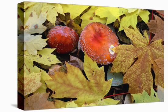 Oregon, Willamette NF. Amanita mushroom and fall-colored leaves of bigleaf maple on forest floor.-John Barger-Premier Image Canvas