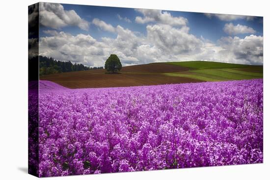 Oregon, Willamette Valley, Farming in the Willamette Valley with Dames Rocket Plants in Full Bloom-Terry Eggers-Premier Image Canvas