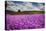 Oregon, Willamette Valley, Farming in the Willamette Valley with Dames Rocket Plants in Full Bloom-Terry Eggers-Premier Image Canvas