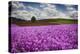 Oregon, Willamette Valley, Farming in the Willamette Valley with Dames Rocket Plants in Full Bloom-Terry Eggers-Premier Image Canvas