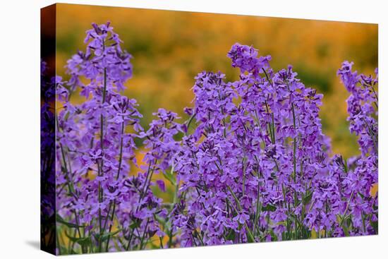 Oregon, Willamette Valley, Farming in the Willamette Valley with Dames Rocket Plants in Full Bloom-Terry Eggers-Premier Image Canvas