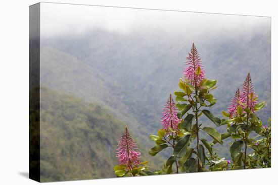 Oreocallis grandiflora, Cloud forest, 3500m altitude, Peru-Alex Hyde-Premier Image Canvas