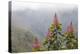 Oreocallis grandiflora, Cloud forest, 3500m altitude, Peru-Alex Hyde-Premier Image Canvas