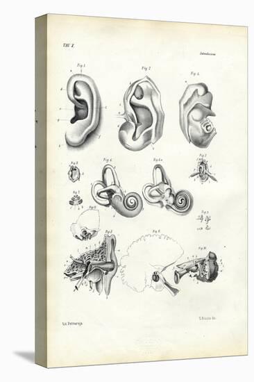 Organ of Hearing, 1863-79-Raimundo Petraroja-Premier Image Canvas