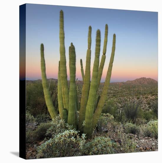 Organ Pipe Cactus at Dusk Crop-Alan Majchrowicz-Premier Image Canvas