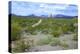 Organ Pipe Cactus National Monument, Ajo Mountain Drive in the Desert-Richard Wright-Premier Image Canvas