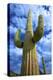 Organ Pipe Cactus National Monument, Ajo Mountain Drive in the Desert-Richard Wright-Premier Image Canvas