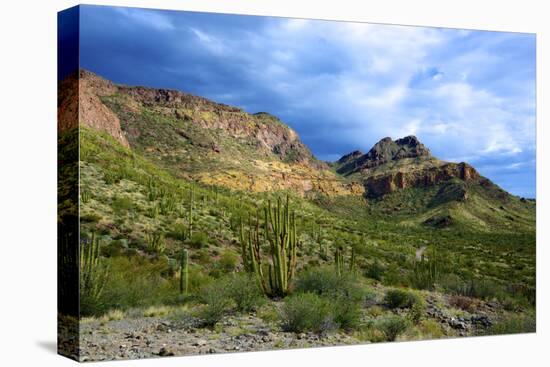Organ Pipe Cactus National Monument, Ajo Mountain Drive in the Desert-Richard Wright-Premier Image Canvas