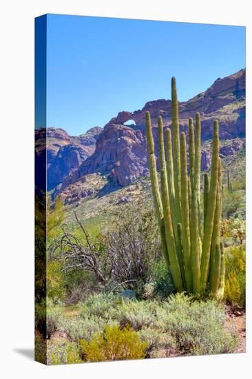 Organ Pipe Cactus National Monument-Anton Foltin-Premier Image Canvas