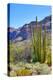 Organ Pipe Cactus National Monument-Anton Foltin-Premier Image Canvas