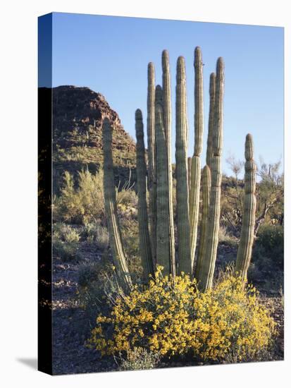 Organ Pipe Cactus Nm, Brittlebush and Organ Pipe Cactus in the Ajo Mts-Christopher Talbot Frank-Premier Image Canvas