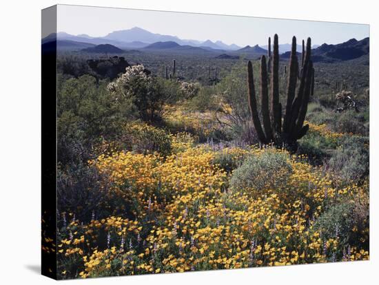 Organ Pipe Cactus Nm, Organ Pipe Cactus and Desert Wildflowers-Christopher Talbot Frank-Premier Image Canvas