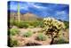 Organ Pipe Cactus NM, Saguaro and Cholla Cactus in the Ajo Mountains-Richard Wright-Premier Image Canvas