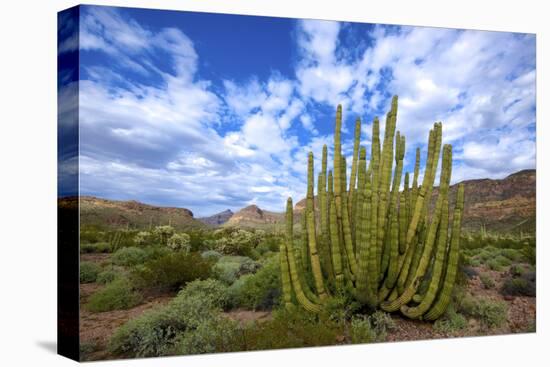Organ Pipe Cactus NM, Saguaro and Organ Pipe Cactus to the Ajo Mts-Richard Wright-Premier Image Canvas