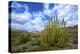 Organ Pipe Cactus NM, Saguaro and Organ Pipe Cactus to the Ajo Mts-Richard Wright-Premier Image Canvas