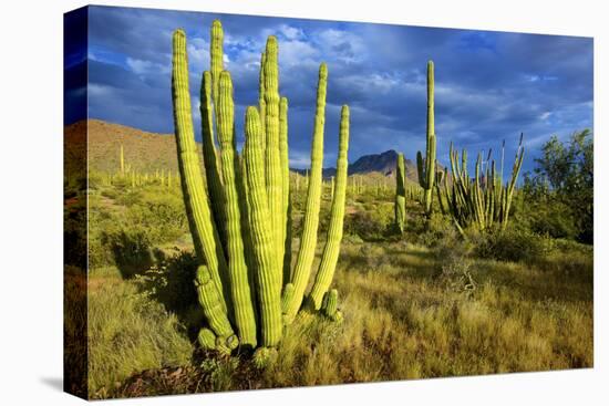 Organ Pipe Cactus NM, Saguaro and Organ Pipe Cactus to the Ajo Mts-Richard Wright-Premier Image Canvas