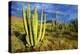 Organ Pipe Cactus NM, Saguaro and Organ Pipe Cactus to the Ajo Mts-Richard Wright-Premier Image Canvas