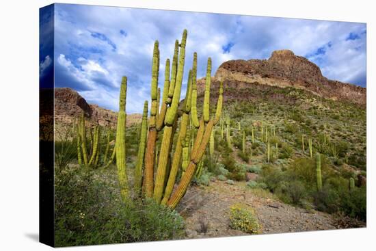 Organ Pipe Cactus NM, Saguaro and Organ Pipe Cactus to the Ajo Mts-Richard Wright-Premier Image Canvas