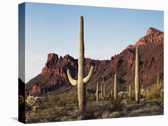 Organ Pipe Cactus Nm, Saguaro Cacti in the Ajo Mountains-Christopher Talbot Frank-Premier Image Canvas