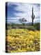 Organ Pipe Cactus Nm, Saguaro Cactus and Desert Wildflowers-Christopher Talbot Frank-Premier Image Canvas