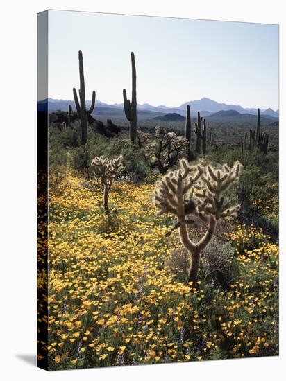 Organ Pipe Cactus Nm, Wildflowers around Jumping Cholla and Saguaro-Christopher Talbot Frank-Premier Image Canvas