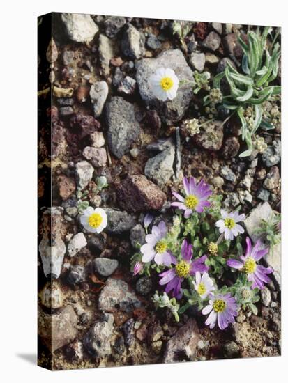 Organ Pipe Cactus Nm, Woolly Daisy Growing Out of a Riverbed-Christopher Talbot Frank-Premier Image Canvas