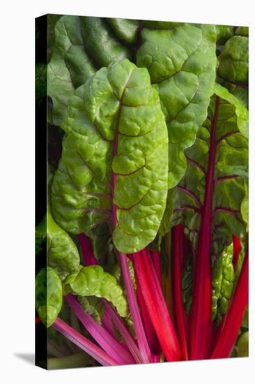 Organic Chard in a Green House, Savannah, Georgia, USA-Joanne Wells-Premier Image Canvas