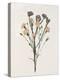 Organic Floral III-Natalie Carpentieri-Stretched Canvas