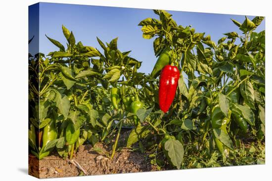 Organic red pepper farm, Marmara region, Turkey.-Ali Kabas-Premier Image Canvas