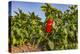 Organic red pepper farm, Marmara region, Turkey.-Ali Kabas-Premier Image Canvas