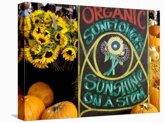 Organic Sunflowers and Pumpkins, Ferry Building Farmer's Market, San Francisco, California, USA-Inger Hogstrom-Premier Image Canvas