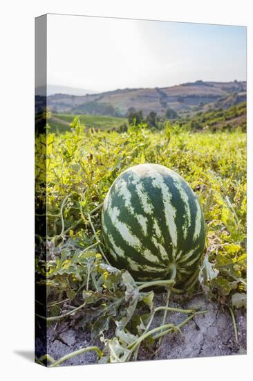 Organic watermelon farm, Marmara region, Turkey.-Ali Kabas-Premier Image Canvas
