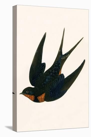 Oriental Chimney Swallow-English-Premier Image Canvas