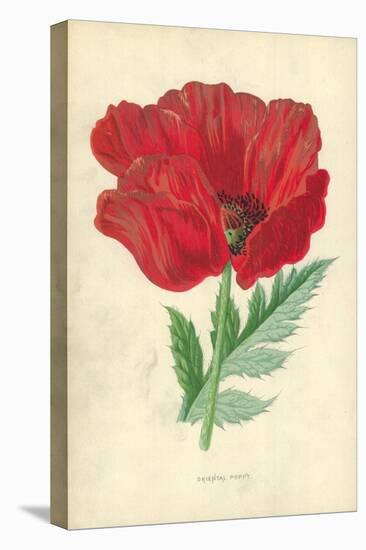 Oriental Poppy-Frederick Edward Hulme-Premier Image Canvas