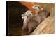 Oriental Short-Clawed Otters-null-Stretched Canvas