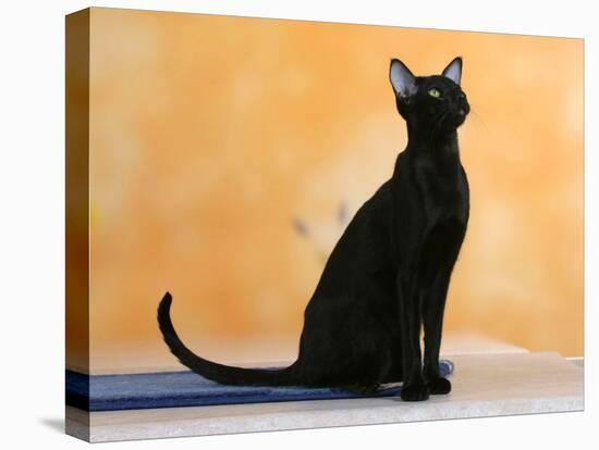 Oriental Shorthair Cat, Black Ebony-Petra Wegner-Premier Image Canvas