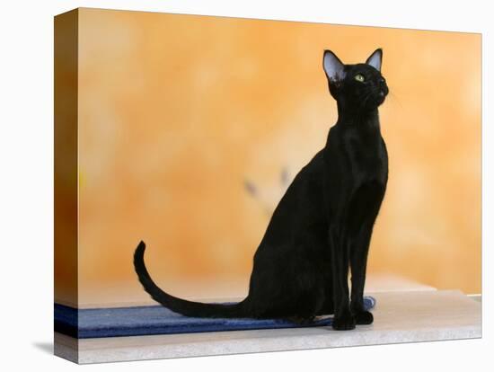 Oriental Shorthair Cat, Black Ebony-Petra Wegner-Premier Image Canvas